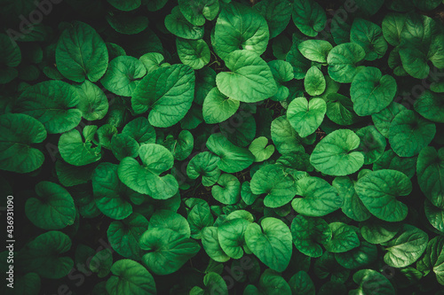Dark background of green leaves. Green leaf background