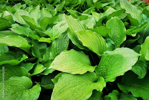 Fresh green leaves of the h...