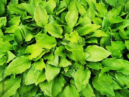 Fresh green leaves of the h...