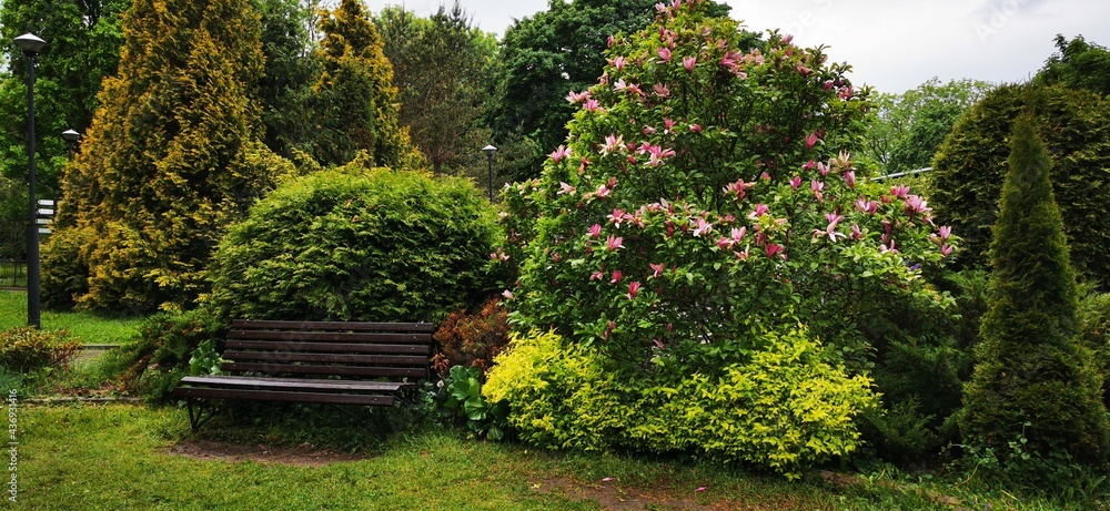 A bench in a dense park. Spring or summer garden with green shrubs, trees and bushes