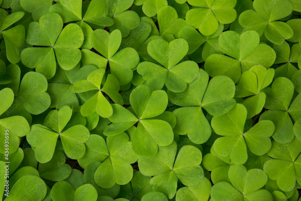 Closeup of beautiful, vibrant green clover as ground cover in springtime
Closeup of beautiful, vibrant green clover as ground cover in springtime