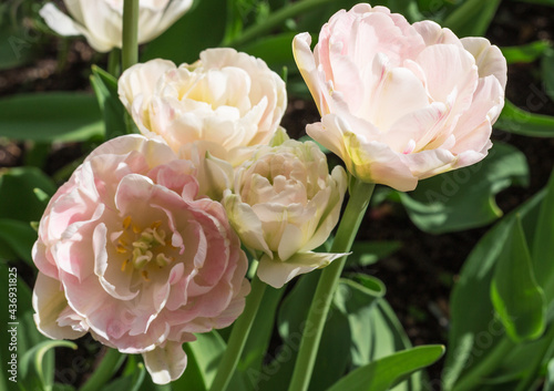 Peony tulips of light pink color close-up