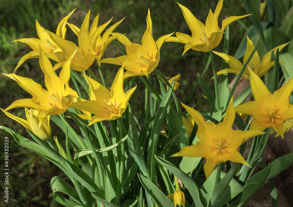 Obraz premium Decorative wild species of yellow Bieberstein tulips