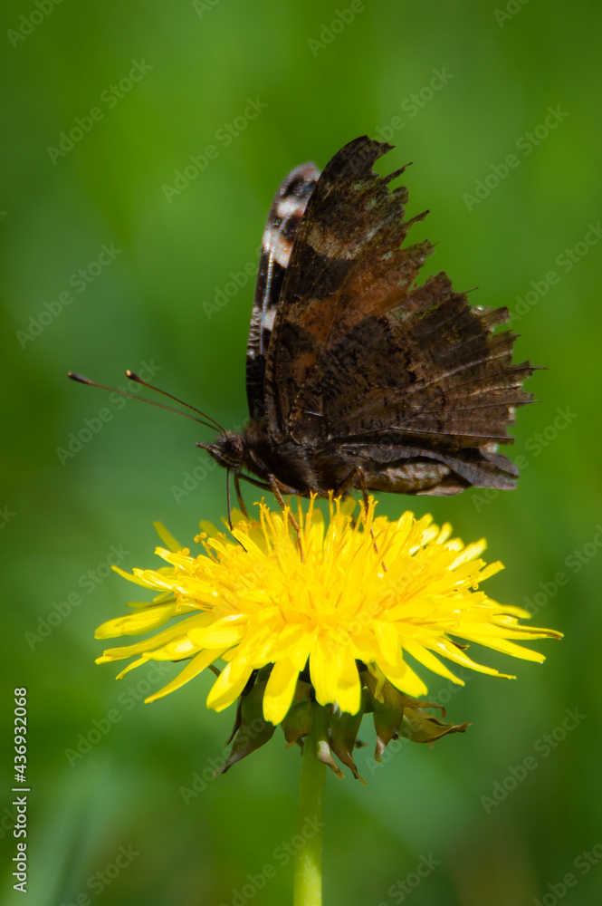 Peacock butterfly on the head of a dandelion Peacock butterfly on the head of a dandelion