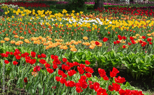 A corner of a spring park with multi-colored tulips of different varieties