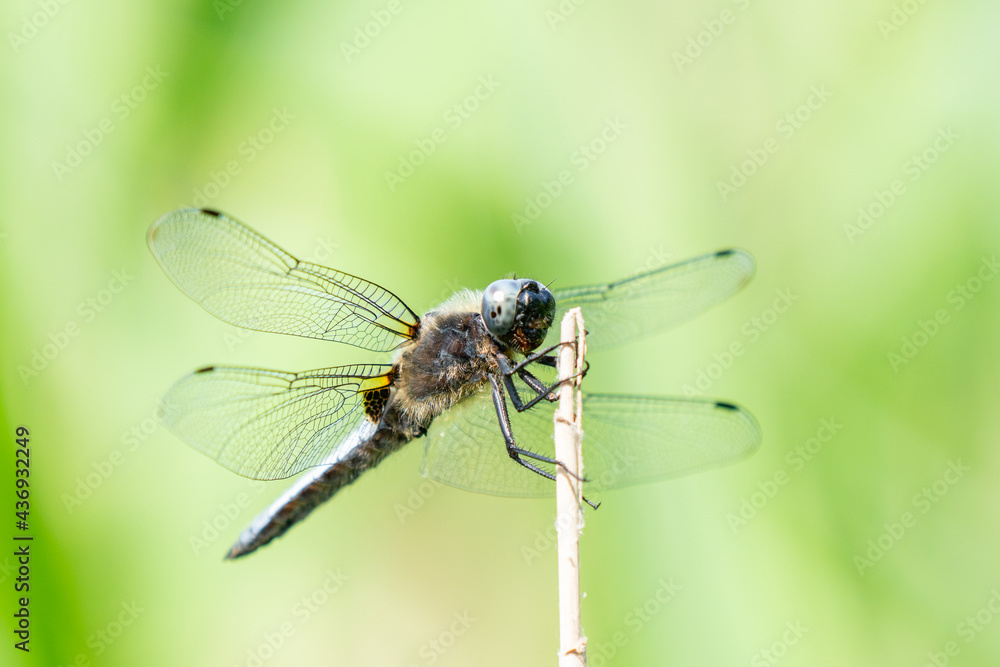 A beautiful scarce chaser dragonfly hanging on a reed stalk in Brandenburg, Germany
A beautiful scarce chaser dragonfly hanging on a reed stalk in Brandenburg, Germany
