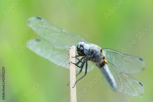 A beautiful scarce chaser dragonfly hanging on a reed stalk in Brandenburg, Germany
