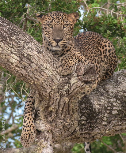 leopard in the tree; leopard resting on a tree; leopard lying down on a tree; leopard on a branch; leopard staring; close up of leopard; majestic animal; pictures suitable for ads; hungry leopard; 