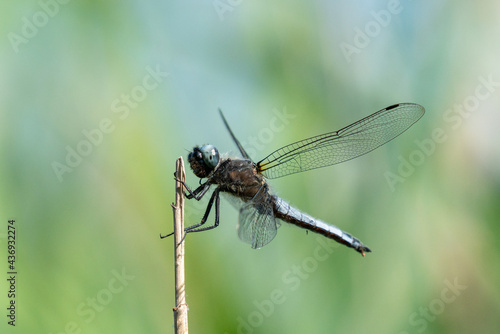 A beautiful scarce chaser dragonfly hanging on a reed stalk in Brandenburg, Germany  © Alexander