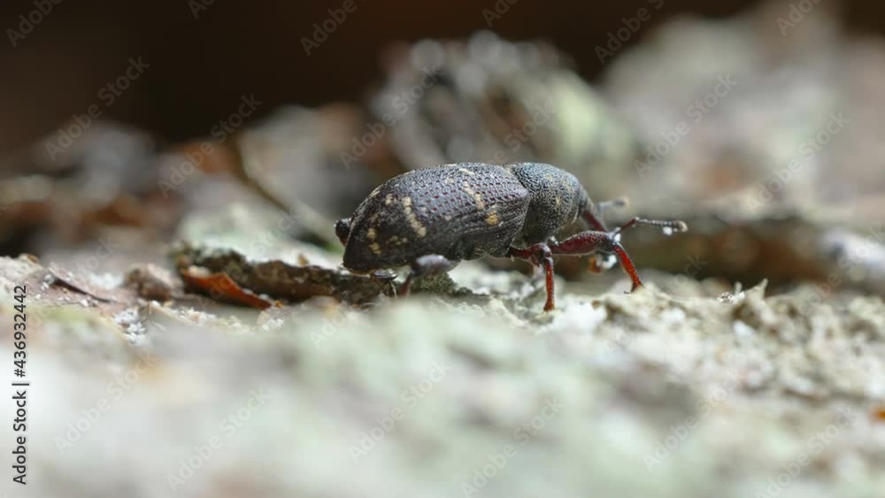 The black weevil beetle on the spruce tree as seen on a closer look