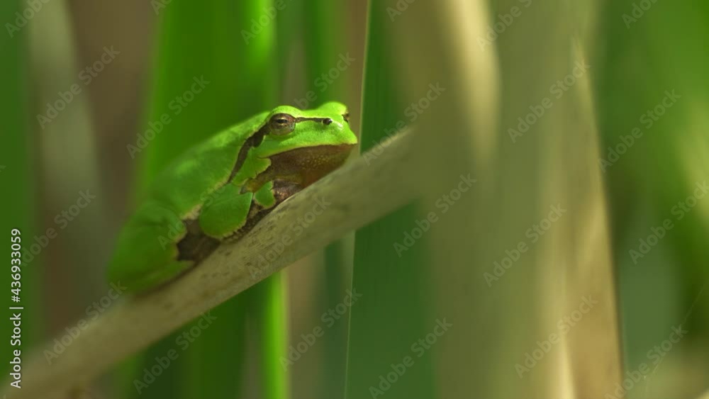 Male of European tree frog (Hyla arborea) sitting on dry cattail leaf waiting for females during breeding season. Wildlife macro take with green beige contrast Male of European tree frog (Hyla arborea) sitting on dry cattail leaf waiting for females during breeding season. Wildlife macro take with green beige contrast
