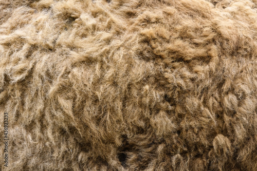 natural yak wool close-up texture photo