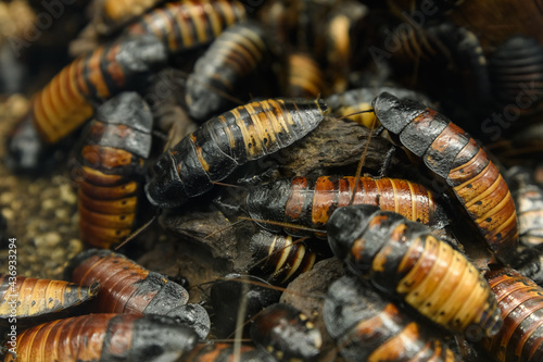 Madagascar Giant Hissing Cockroach (gromphadorina portentosa)