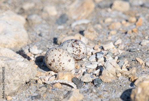 Wild bird eggs in the ground. Spotted eggs. Ground egg nest. Least Tern nest