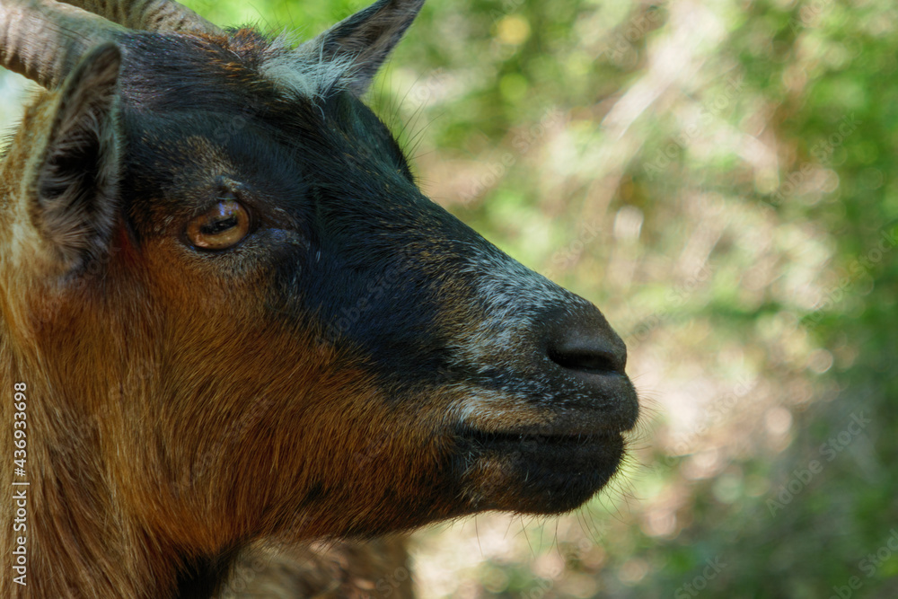 Fototapeta premium Closeup of a black and brown goat snout in nature. Macro portrait