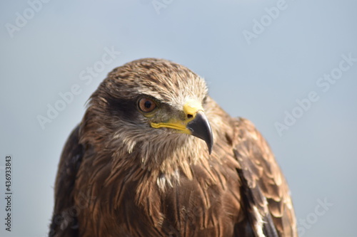 Eagle 