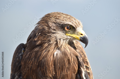 Eagle Head  © Anjum