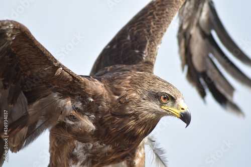 Eagle 