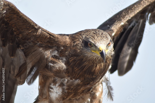 Eagle 