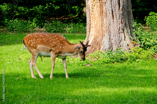 Hannover Tiergarten