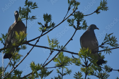 Pigeon on a tree branch 