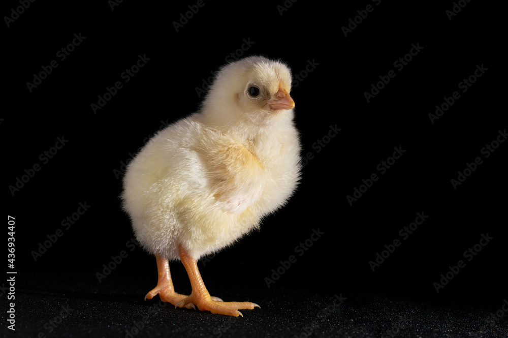 little chicken on black background little chicken on black background