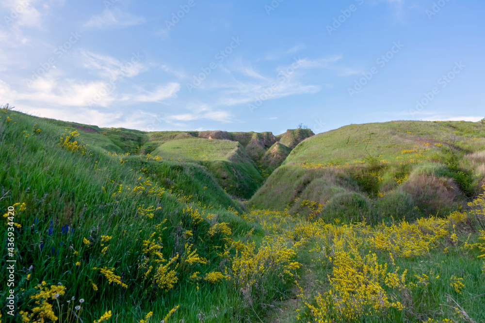 Yellow flowers covering green slopes in spring near Vasylkiv, Ukraine