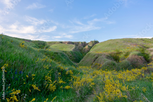 Yellow flowers covering green slopes in spring near Vasylkiv, Ukraine photo