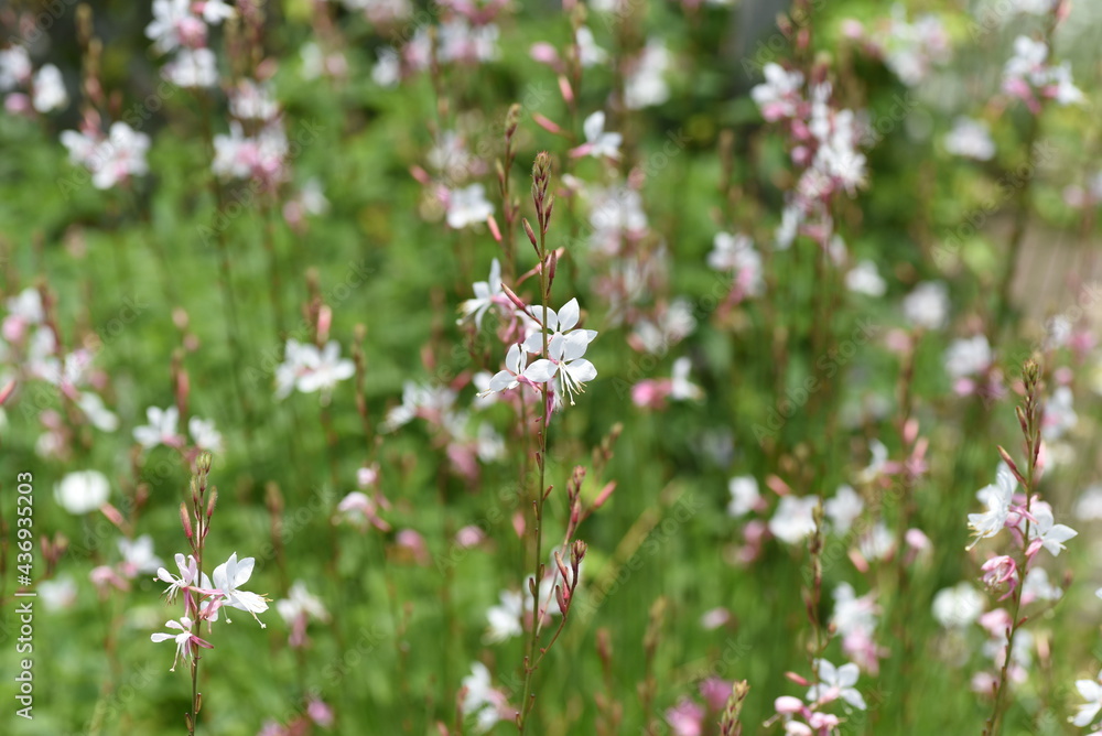 Bee blossom(Gaura). Onagraceae pennial grass.
Bee blossom(Gaura). Onagraceae pennial grass.