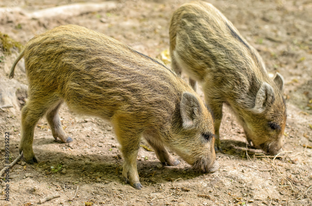 Two little striped wild piglets (Sus scrofa) looking for food in a forest glade, close-up Two little striped wild piglets (Sus scrofa) looking for food in a forest glade, close-up