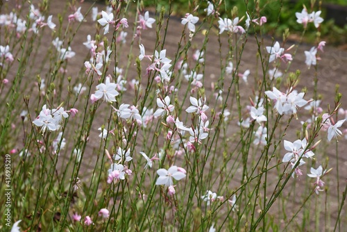 Bee blossom（Gaura). Onagraceae pennial grass.
 photo