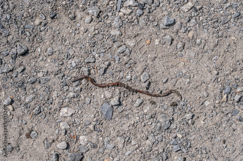 Worm crawling across the trail