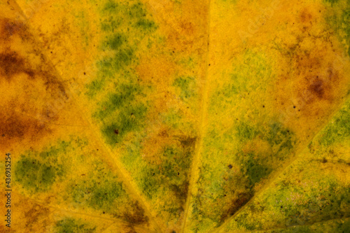 Autumn leaf close-up on wooden background. rich color background