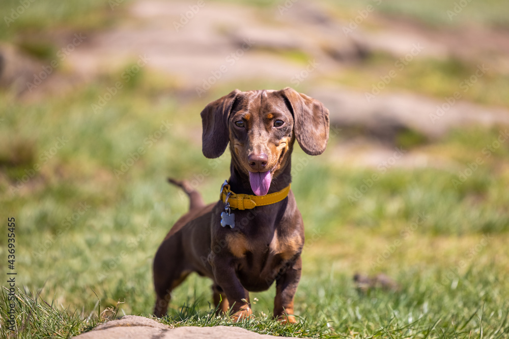 Miniature Dachshund Dog Panting in the sun Miniature Dachshund Dog Panting in the sun