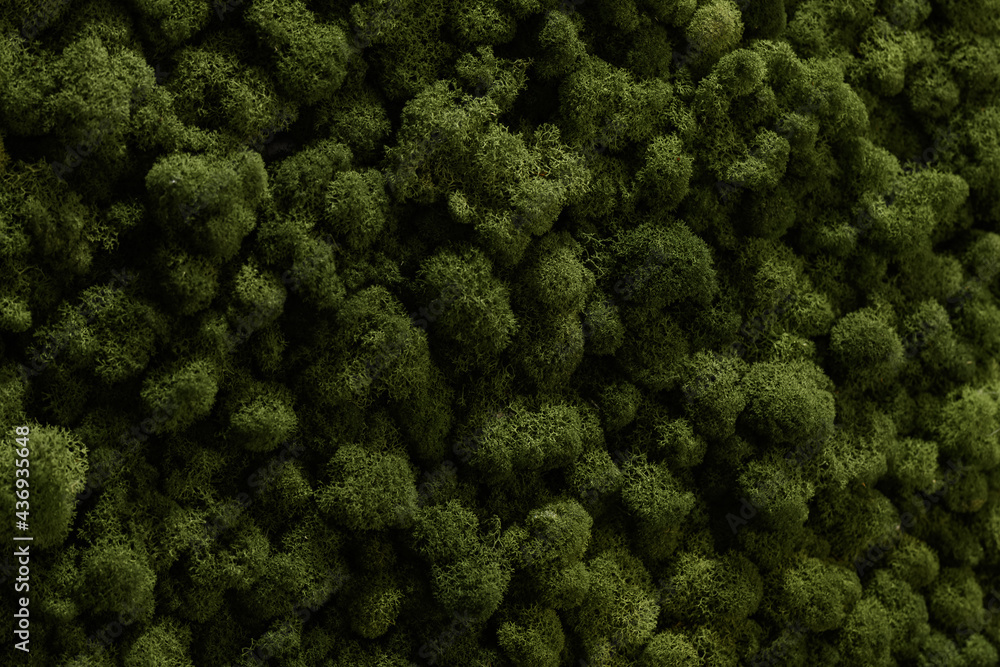 green moss background texture close up. stabilized plants