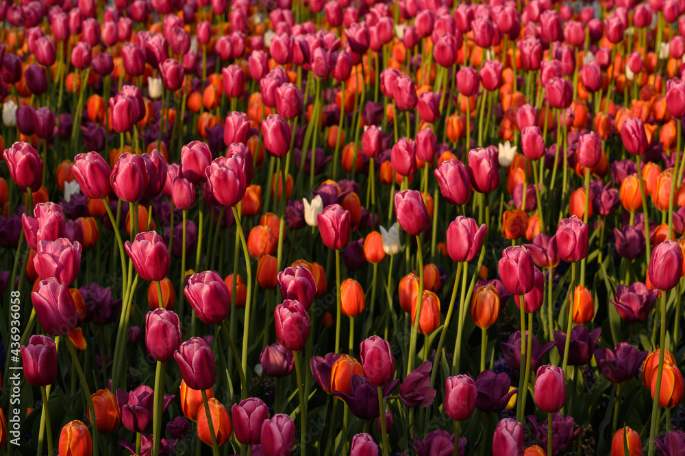 Lots of tulips growing in the park. beautiful colorful flowers against the background of blurry tulip flowers Lots of tulips growing in the park. beautiful colorful flowers against the background of blurry tulip flowers