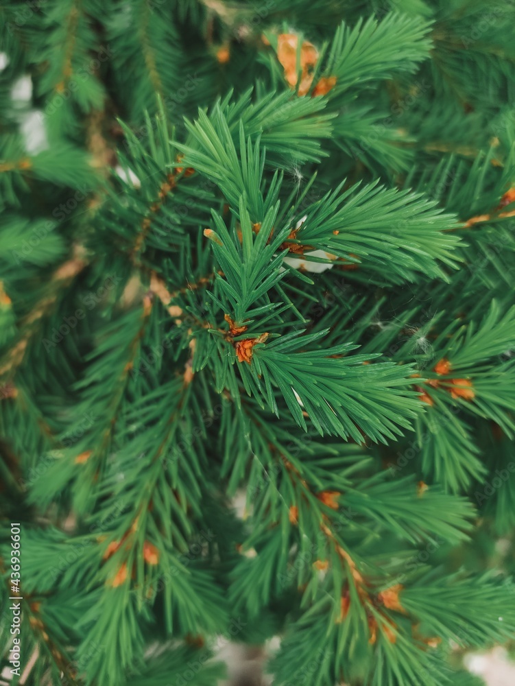 branches of a fir tree branches of a fir tree