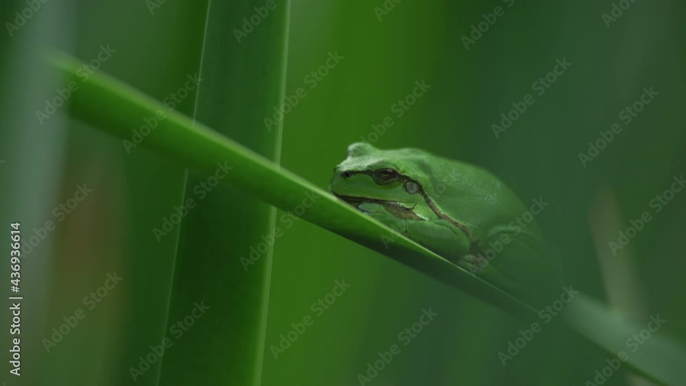 Male of European tree frog (hyla arborea) sitting on a cattail leaf waiting for females during breeding season. Wildlife macro take Male of European tree frog (hyla arborea) sitting on a cattail leaf waiting for females during breeding season. Wildlife macro take