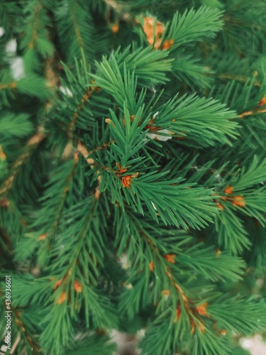 branches of a fir tree