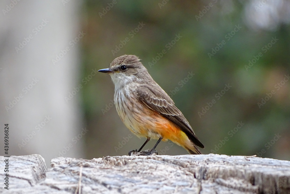 Bird Scarlet Flycatcher (Female) Bird Scarlet Flycatcher (Female)