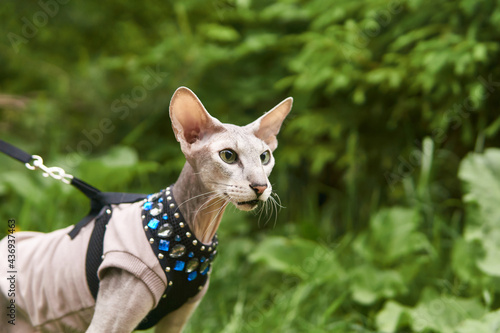 Obraz na plátně beautiful peterbald cat walks on a leash on a blurred natural background