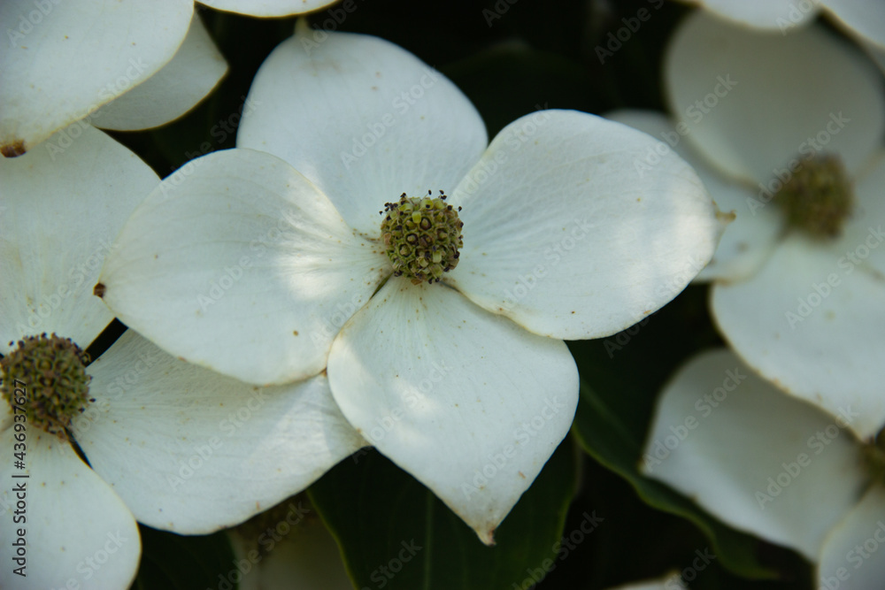Obraz premium Closeup of White Dogwood Flower