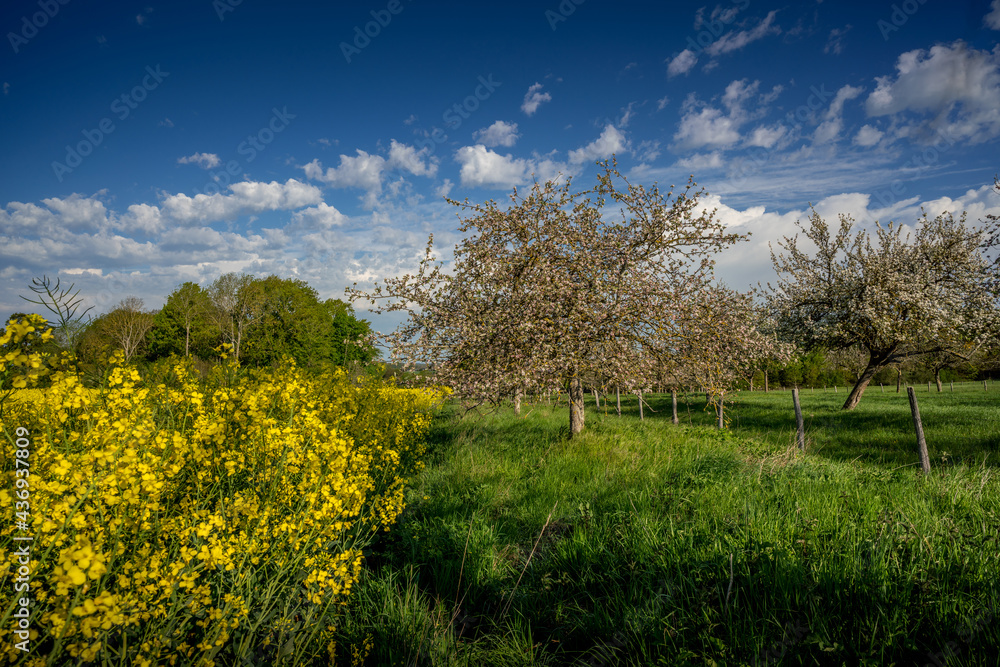 Fototapeta premium Paysage campagne 888