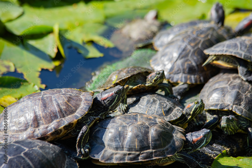 turtles in the lake basking in the sun turtles in the lake basking in the sun