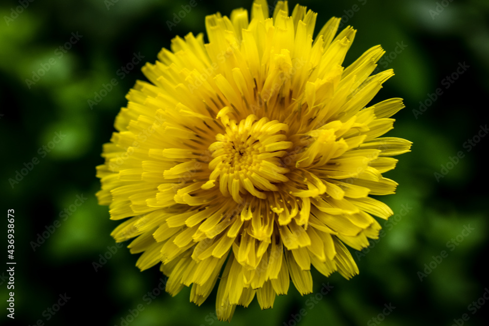yellow dandelion flower yellow dandelion flower