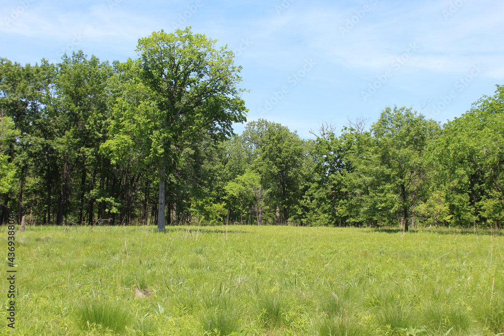 Oak savanna at Miami Woods  in Morton Grove, Illinois on a sunny day
