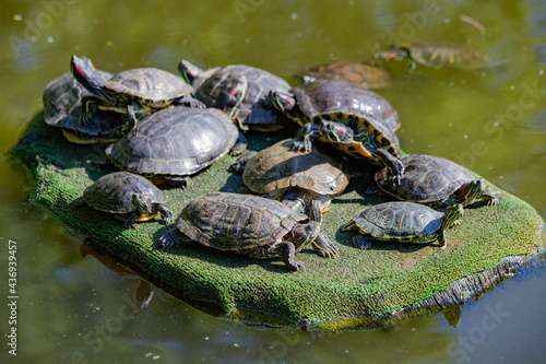 turtles in the lake basking in the sun