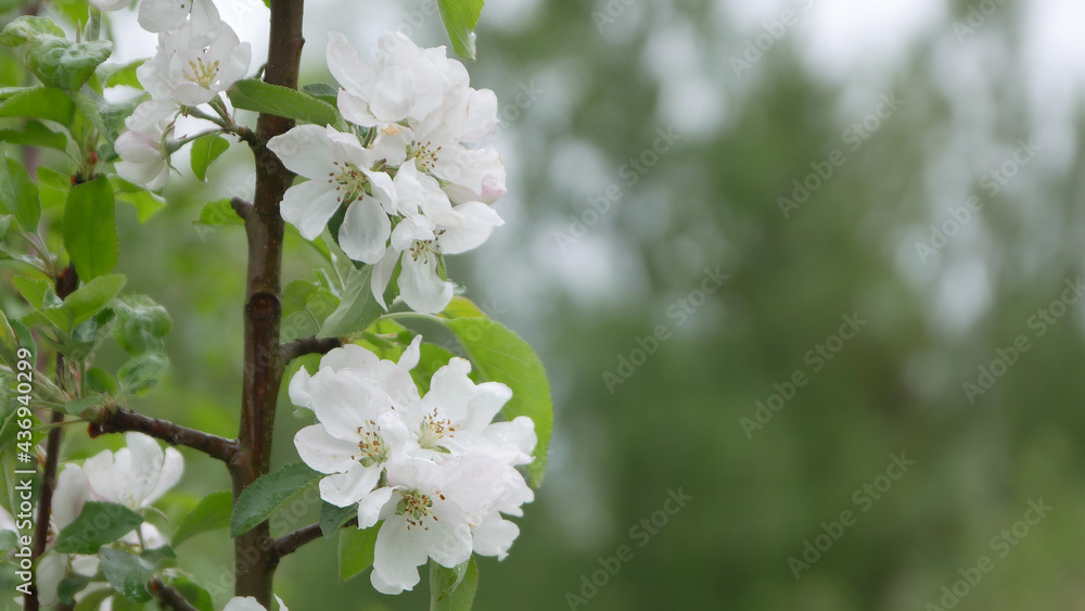 Flowers of the cherry or apple blossoms on a spring day. Close up