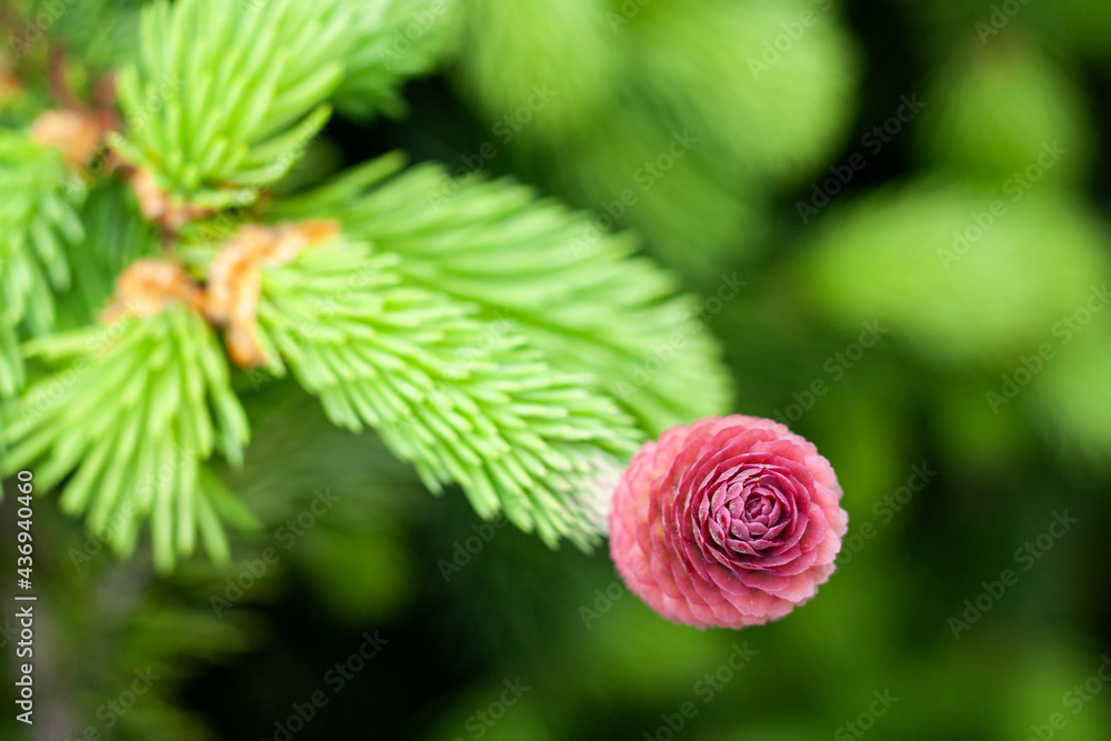 Spruce cone