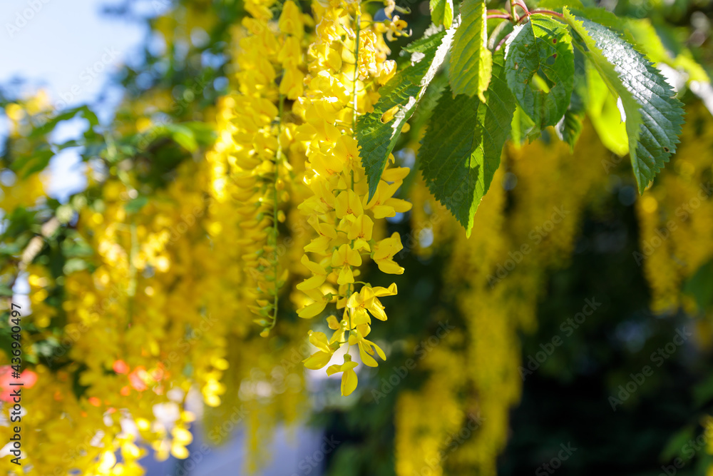 Blooming Laburnum anagyroides tree Blooming Laburnum anagyroides tree
